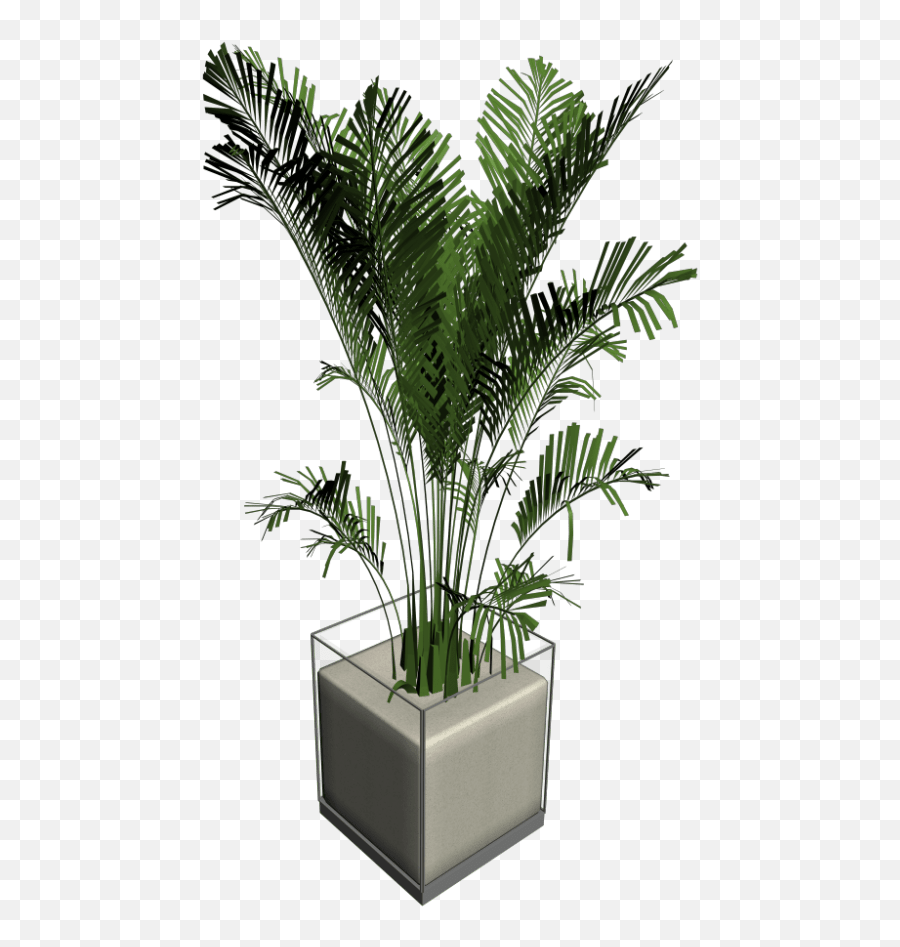 Download Hd House Plant Palm Tree - Tischpflanze Png Houseplant Emoji,Tree House Emoji