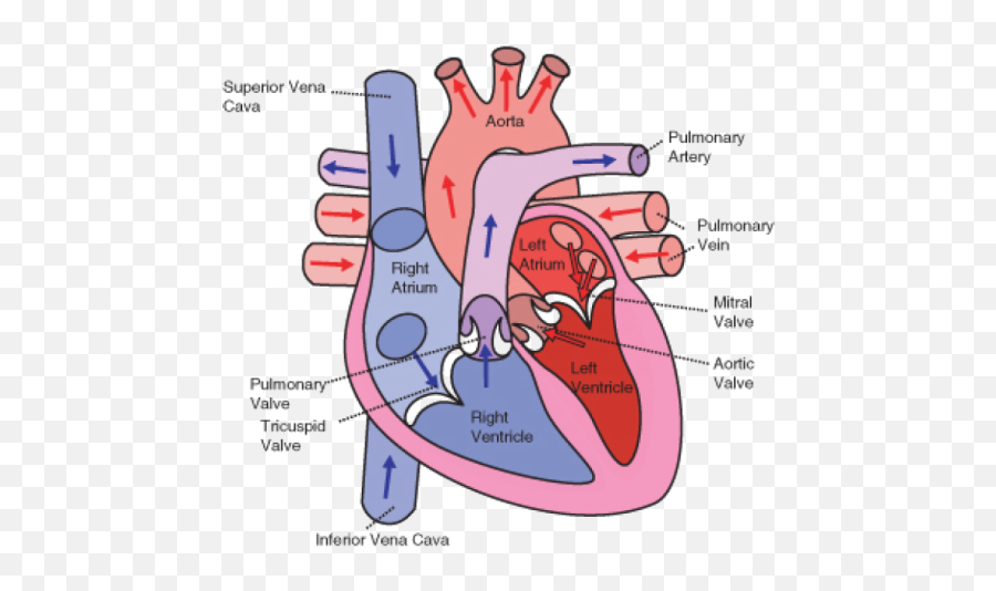 The Heart - Human Heart Diagram Emoji,Ancient Egypt Emotion Heart