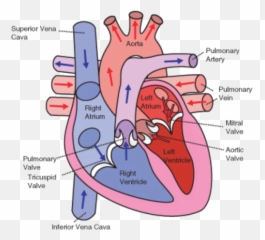 The Heart - Human Heart Diagram Emoji,Ancient Egypt Emotion Heart