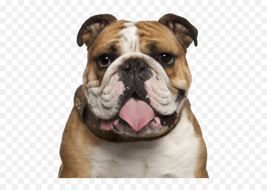 Bulldog Png Photos Png Mart - Bulldog Png Emoji,English Bulldog Emoji