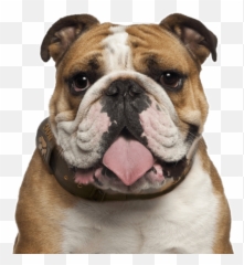 Bulldog Png Photos Png Mart - Bulldog Png Emoji,English Bulldog Emoji