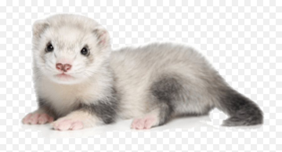 Ferret Png Picture Png Mart Emoji,Feerret Emoji