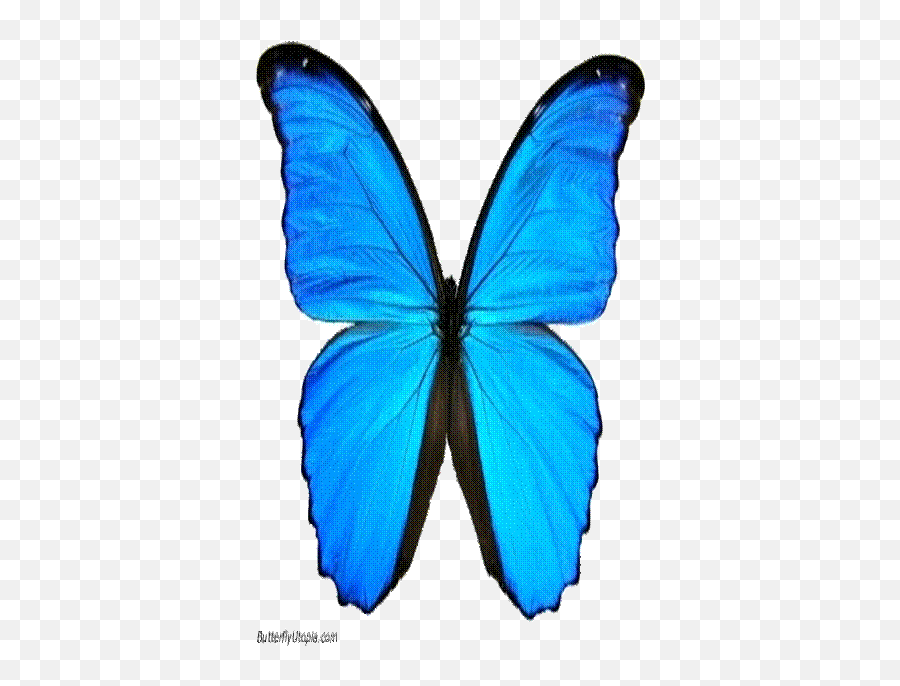 Valerie Halbinger Chartered Counselling Psychologist Babcp Emoji,Blue Butterfly Emoji Mean