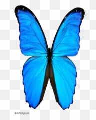 Valerie Halbinger Chartered Counselling Psychologist Babcp Emoji,Blue Butterfly Emoji Mean
