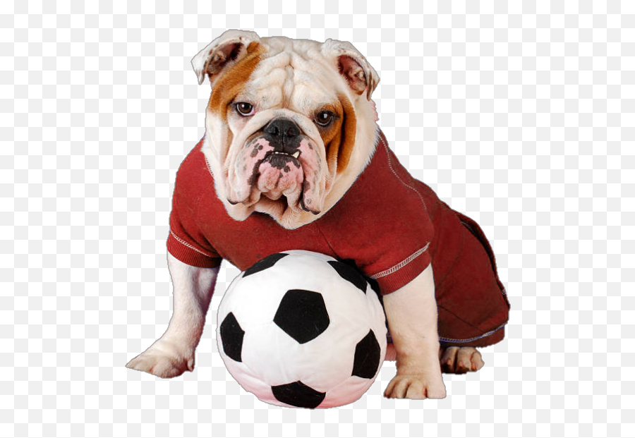 Uga Bulldawgs Sticker - Dog Clothes Emoji,Georgia Bulldog Emoji