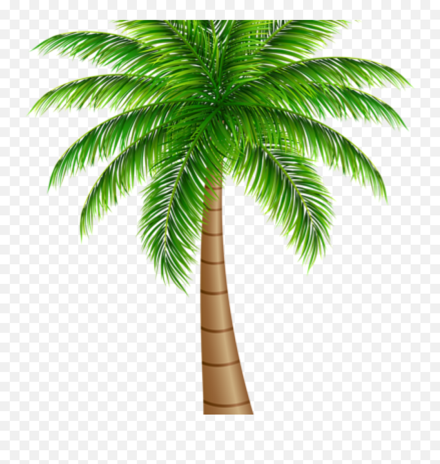 Palm Clipart Wallpaper Palm Wallpaper Transparent Free For - Clip Art Coconut Tree Png Emoji,Palm Tree Emoji