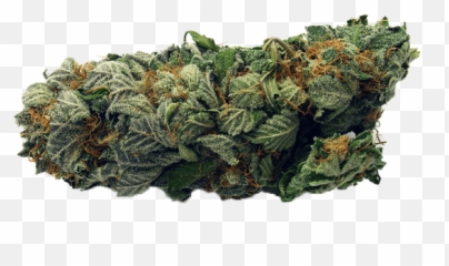 Weed Mississauga Archives - Weeddosagescom Plant Pathology Emoji,Carrera Emotion Perfume Price In Pakistan