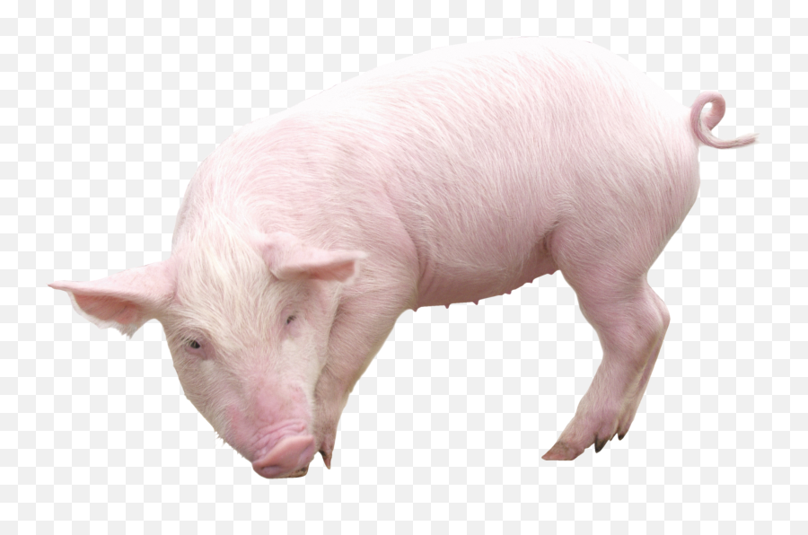 Pig Png Images Cartoon Pig Baby Pig - Big Pig Png Emoji,Pig Nose Emoji