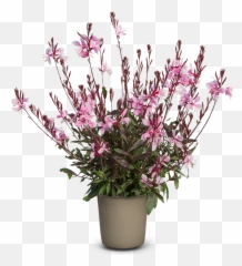 Gaura - Gaura Lindheimeri Png Emoji,Gaura Summer Emotions