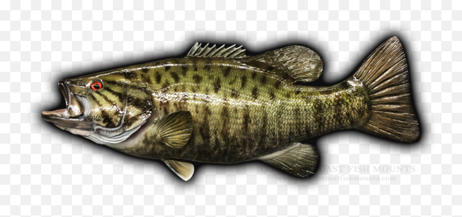 22 Smallmouth Bass Fish Mount Replica Emoji,True Human Emotion Drum And Bass