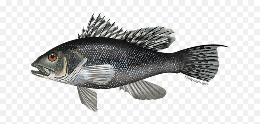 Black Sea Bass Noaa Fisheries - Black Sea Bars Fish Emoji,Emoji Blitz Food