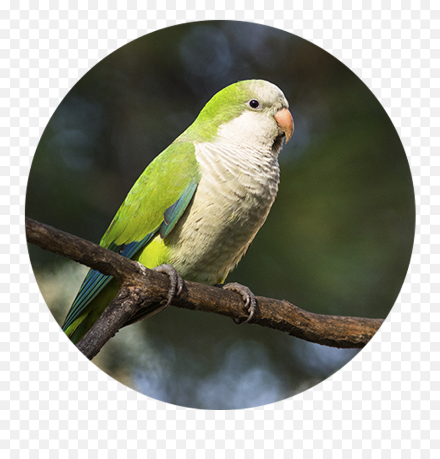 How Birdwatching Helped Many Cope During Covid - 19 Pandemic Budgerigar Emoji,Birds Emotions Crow Funerals