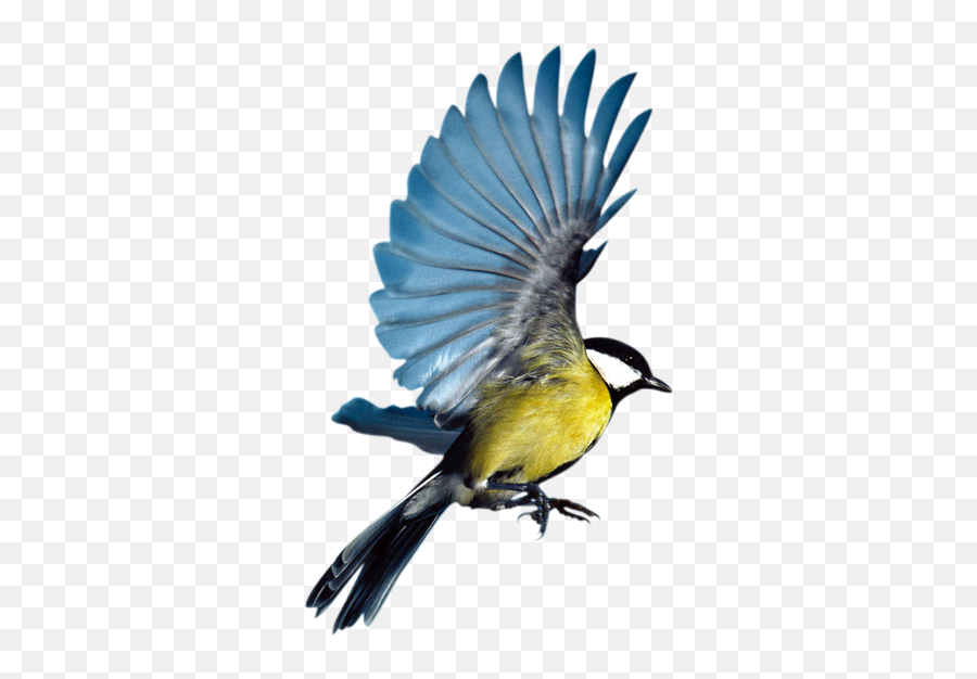 Free Transparent Bird Png Download - Bird Flying Images Without Background Emoji,Flying Bird Emoji
