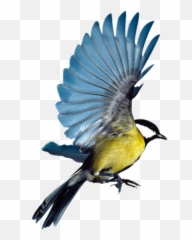 Free Transparent Bird Png Download - Bird Flying Images Without Background Emoji,Flying Bird Emoji