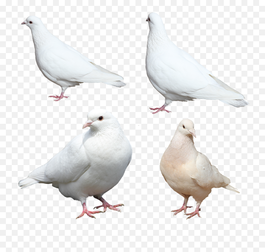 Wild Pigeon Transparent - Peepsburgh Emoji,Emotions Associated With Dove Bird