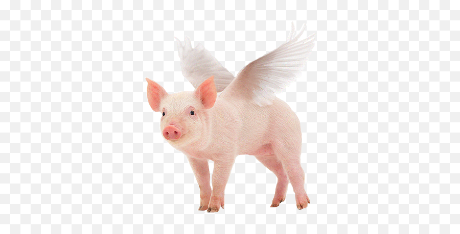 Largest Collection Of Free - Toedit Stickers On Picsart Emoji,When Pigs Fly Emoji