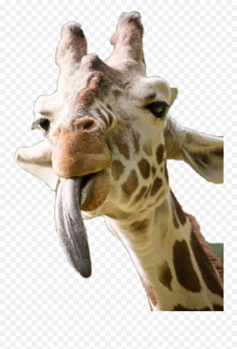 Giraffe Licking Sticker By Thisassociation - Northern Giraffe Emoji,Tongue Lick Emoji