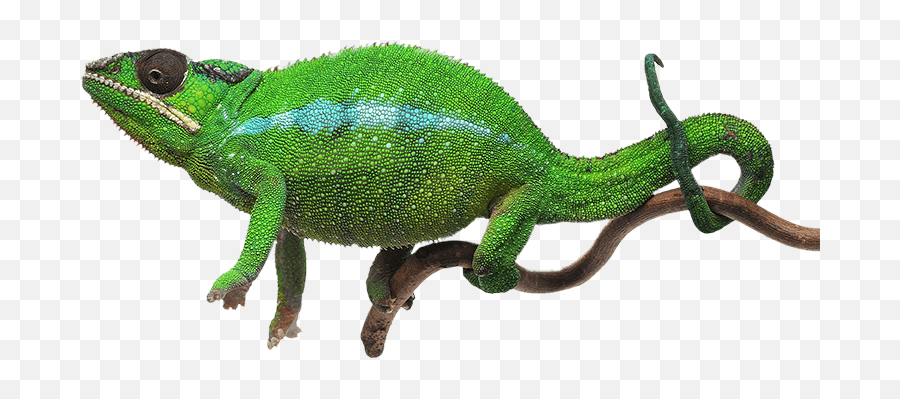 Clients - Common Chameleon Emoji,Reptiles Have Emotions