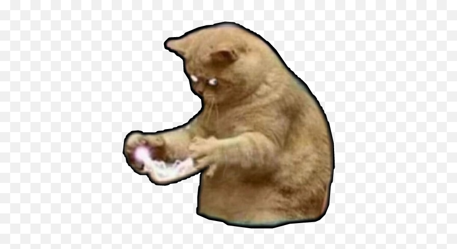 Angry Cat Meme Sticker - Soft Emoji,Cats Memes To Express Emotion