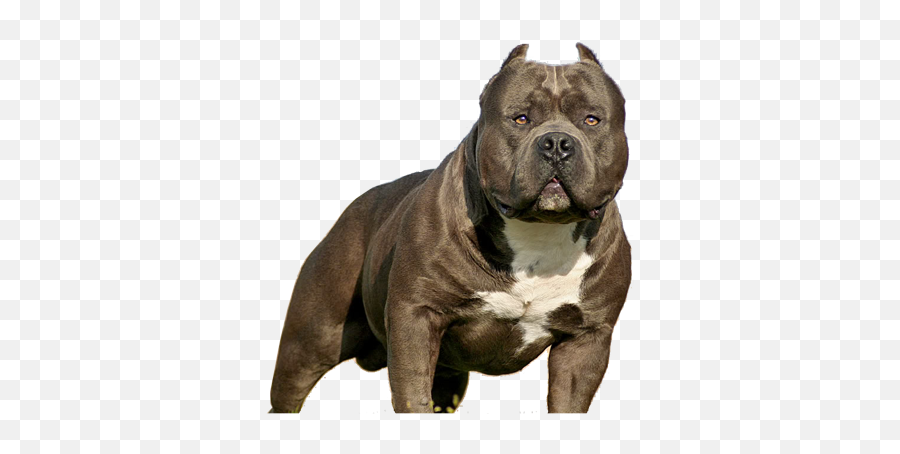 Imperio Bully - American Bully Pokemon Emoji,Free Pit Bull Emojis