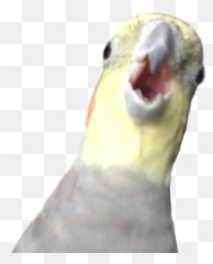 Berb - Alex The Honking Bird Png Emoji,Birb Emoji