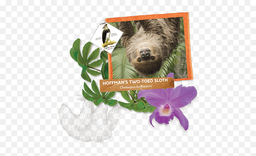 Sloth Landing U2013 St Augustine Alligator Farm Zoological Park - Moth Orchids Emoji,Sloth Emoticon Facebook