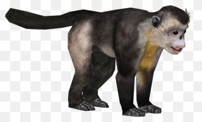 Yunnan Snub Nosed Monkey - Panamanian Capuchin Emoji,Emotions Of A White-faced Capuchin Monkey