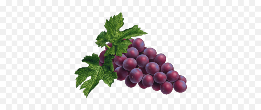 Sweet Purple Grapes Picture - 24212 Transparentpng Emoji,Grape Emojis