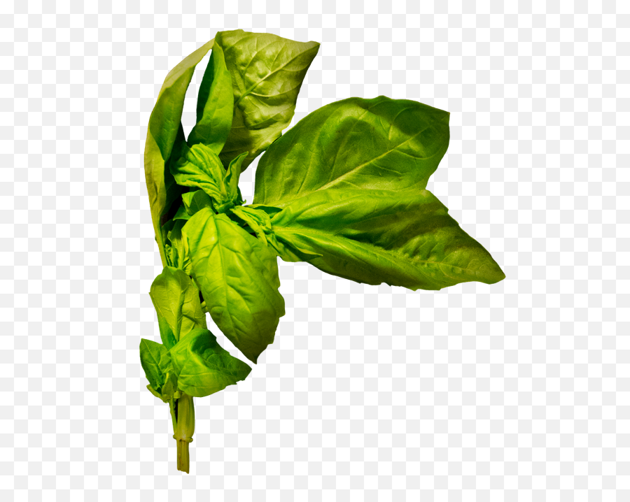 Basil Transparent Png Image - Freepngdesigncom Emoji,Oregano Leaves Emoji