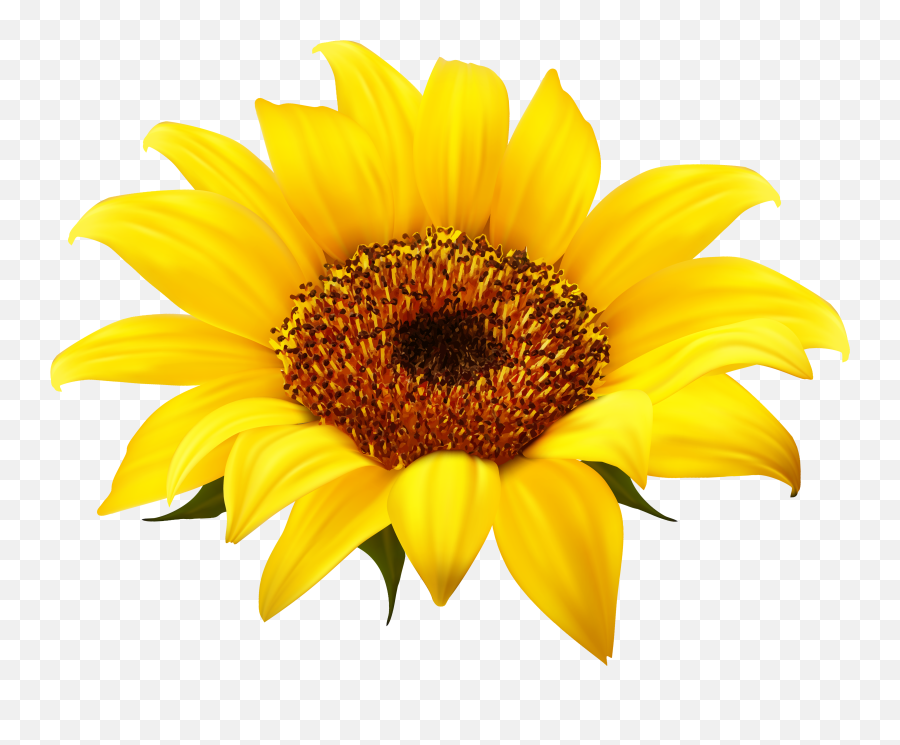 Sunflower Clipart 1 Clipartion Com - Clipartix Emoji,Sunfloer Emoji