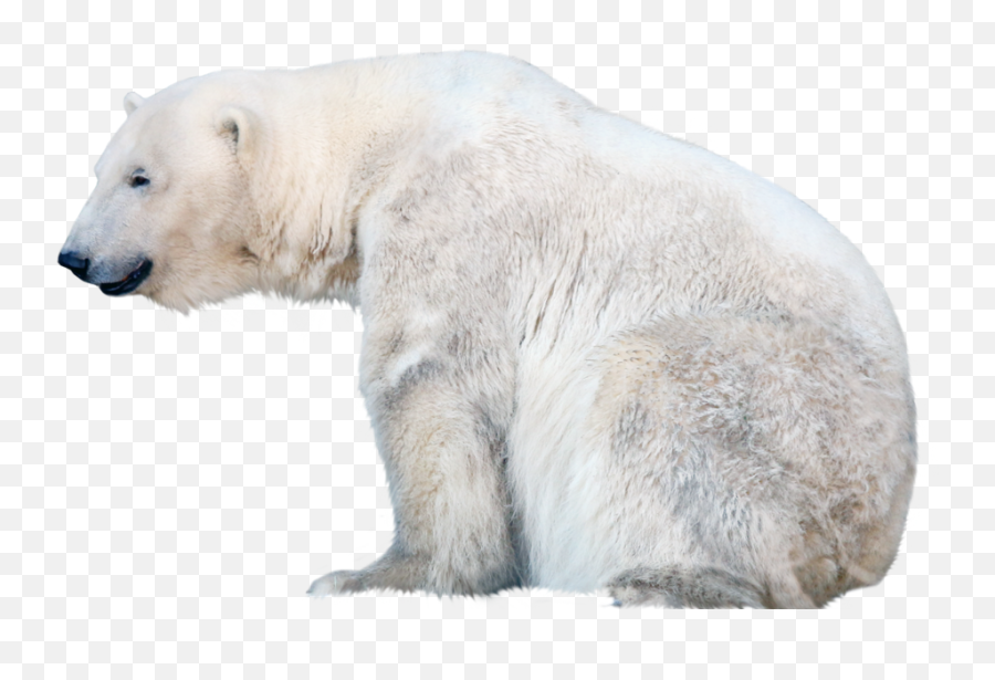 Polar Bear Png Free Download Png Arts Emoji,Pola Bear Emoji