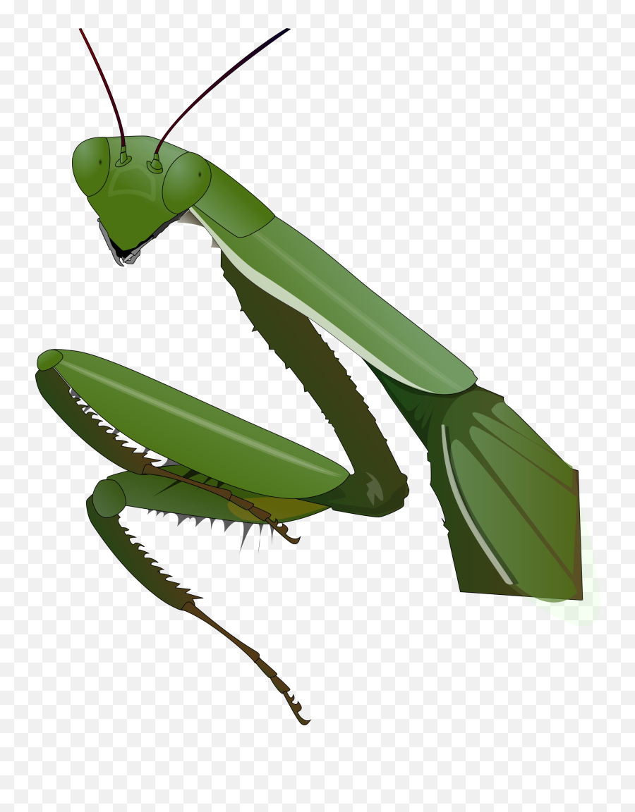 Pray - Vector Picker Clip Art Praying Mantis Emoji,Mantis Emoji