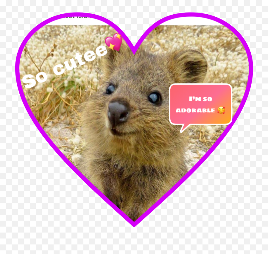 Beach Aussie Western Sticker - Groundhog Day Emoji,Wombat Emoji