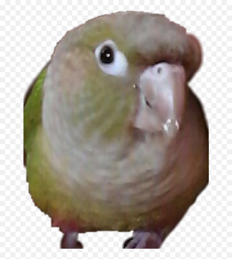 Birb Sticker - Budgerigar Emoji,Birb Emoji