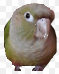 Birb Sticker - Budgerigar Emoji,Birb Emoji