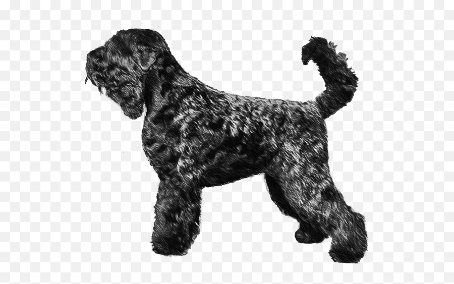 Black Russian Terrier - Pedigreed Breeds Dogwellnetcom Kerry Blue Terrier Emoji,Dog Emoji Copy And Paste
