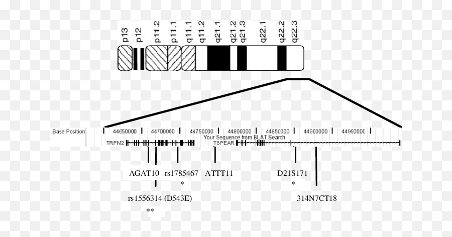 Genes Cytogenetic And Marker Positions - Bipolar Disorder Chromosome Emoji,Marker Binding, Emotion