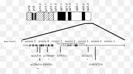 Genes Cytogenetic And Marker Positions - Bipolar Disorder Chromosome Emoji,Marker Binding, Emotion
