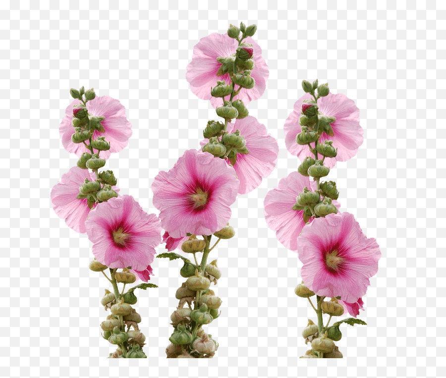 Types Of Flowers - 170 Flower Names Pictures Flower Emoji,Small Purple Rose Emoticon Copy And Paste