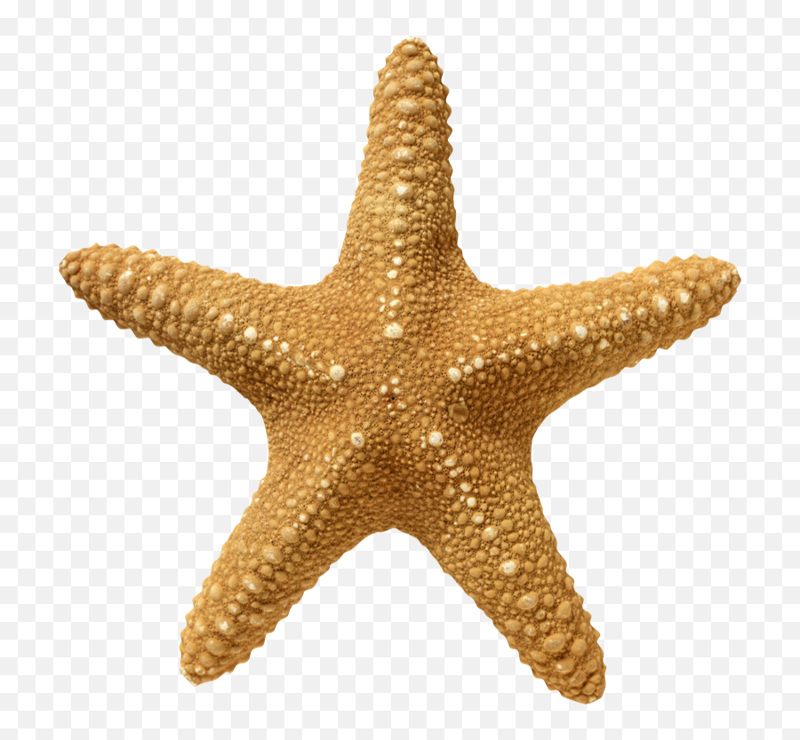 Compound Words - Transparent Starfish Png Emoji,Starfish Emoji