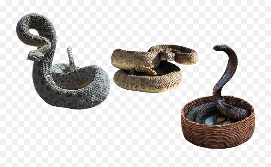 Free Photo Reptiles Rattlesnakes Snakes - Snake In Basket Png Emoji,Reptiles Have Emotions