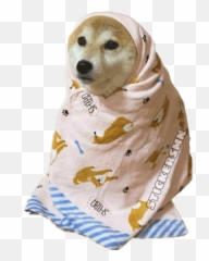 Animales Friolentos - Shiba Inu Coin Funny Emoji,Emojis Animales