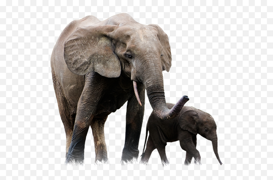 Elephant Png - Transparent Background Elephant Png Emoji,Elephant Touching Dead Elephant Emotion