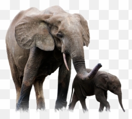 Elephant Png - Transparent Background Elephant Png Emoji,Elephant Touching Dead Elephant Emotion