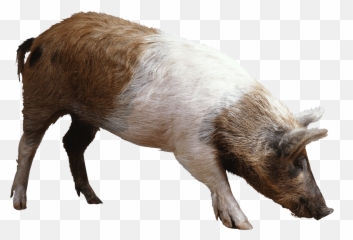 Pig - Pig Png Emoji,Pig Emoji Mages Transparent Background