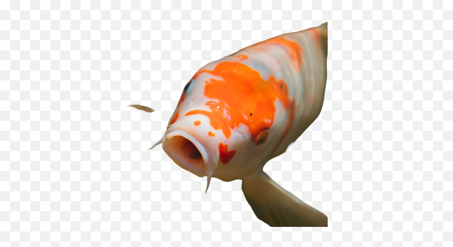 Garp Fish Png Images Download Garp Fish Png Transparent Emoji,Koi Fish Emoticon