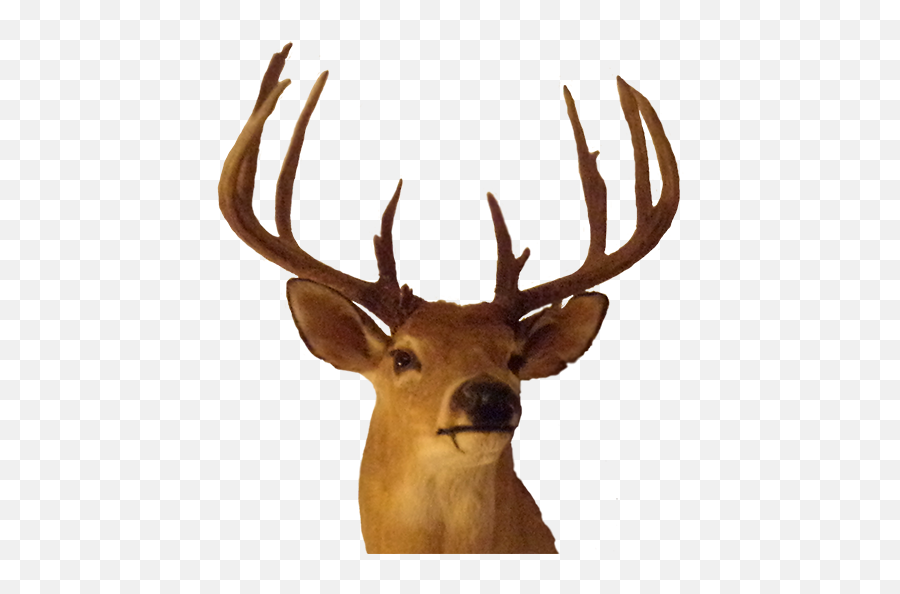 Big Buck Png U0026 Free Big Buckpng Transparent Images 53085 - Buck Png Emoji,Whitetail Deer Emoji