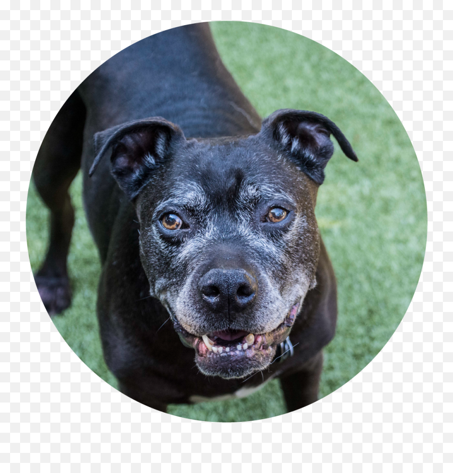 Daycare In Jm Pet Resort - Brockton Guard Dog Emoji,Dogs Pick Up On Our Emotions