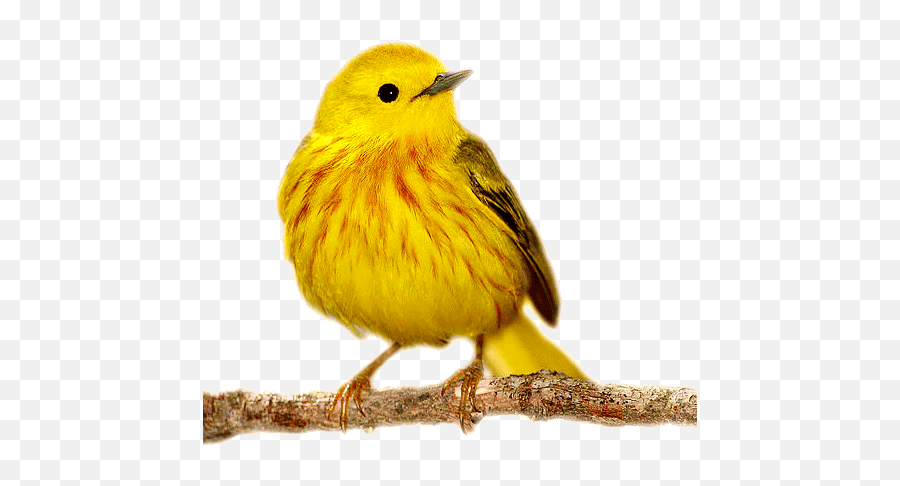 Bird Bird Gif Funny - Bird Gif Emoji,Flipping Bird Emoji