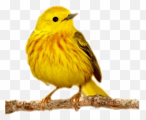 Bird Bird Gif Funny - Bird Gif Emoji,Flipping Bird Emoji
